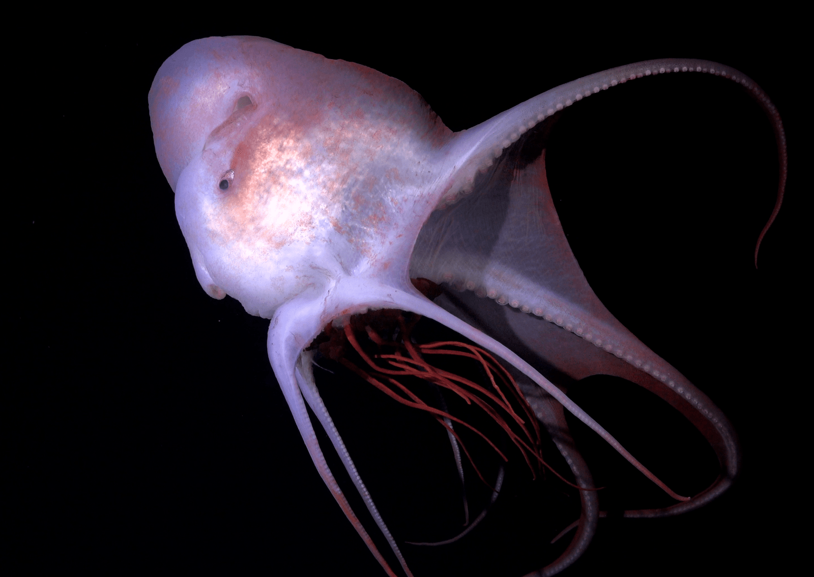 a large jellyfish with a pinkish hue