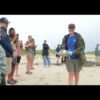 Have a good trip, Papyrus! 5 Rescued Sea Turtles Named After Sources Released on Cape Cod