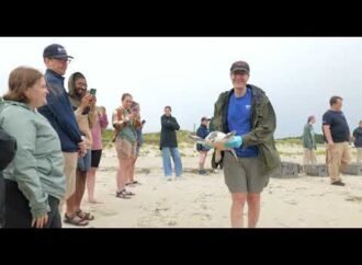Have a good trip, Papyrus! 5 Rescued Sea Turtles Named After Sources Released on Cape Cod