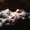 How Naked Mole Rat Queens Stop Their Rivals from Breeding