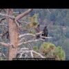 How much longer will the eaglets Sandy and Luna stay in the nest?