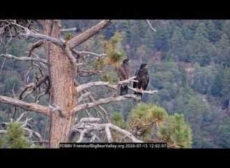 How much longer will the eaglets Sandy and Luna stay in the nest?