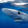 How to Stream Shark Week Live Online Without Cable