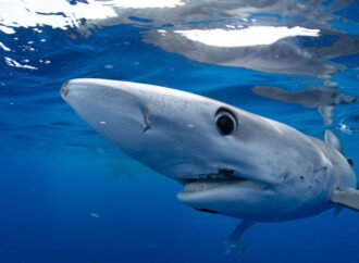 How to Stream Shark Week Live Online Without Cable