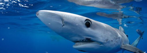 How to Stream Shark Week Live Online Without Cable