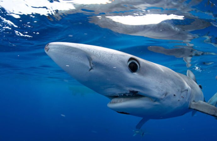 How to Stream Shark Week Live Online Without Cable