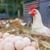 How to start raising backyard chickens