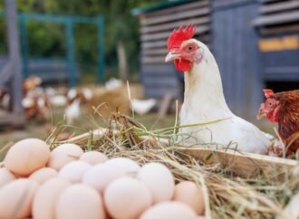 How to start raising backyard chickens