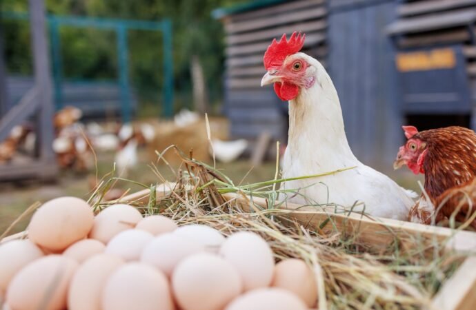 How to start raising backyard chickens