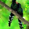 How wild animals prepare for violence just like humans