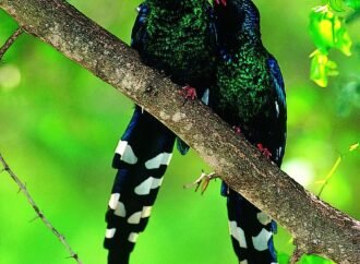 How wild animals prepare for violence just like humans