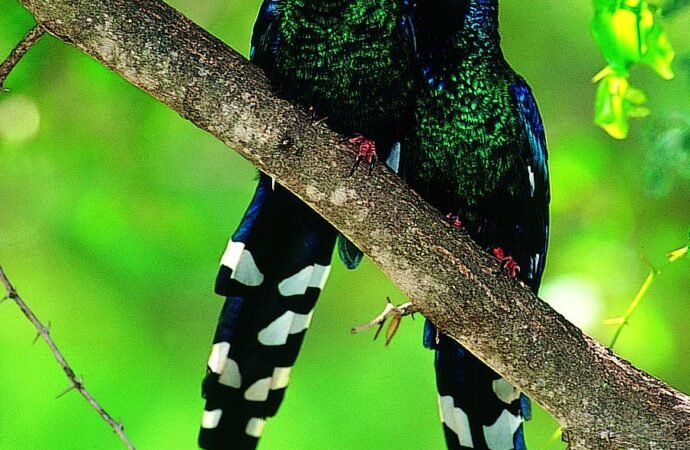 How wild animals prepare for violence just like humans