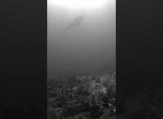 Huge whale shark just spotted in Florida