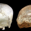 Human newborns have been helpless for 1 million years