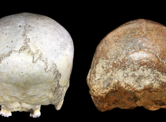 Human newborns have been helpless for 1 million years