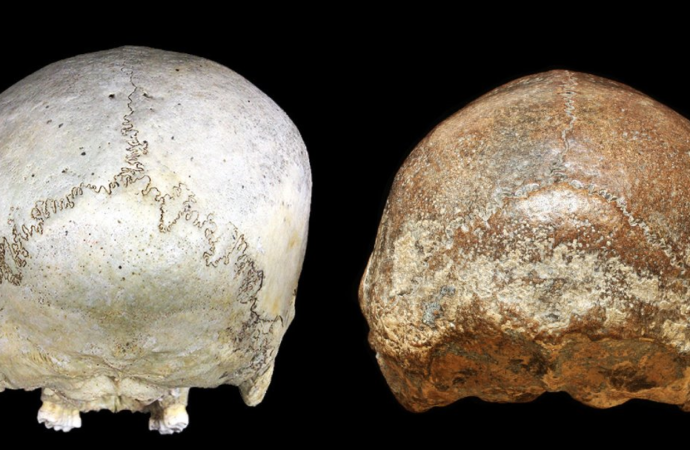 Human newborns have been helpless for 1 million years
