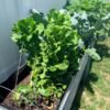 I started a garden for my children. Now I save $500 a month on groceries.