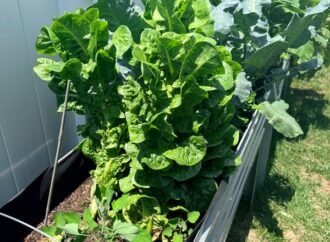 I started a garden for my children. Now I save $500 a month on groceries.