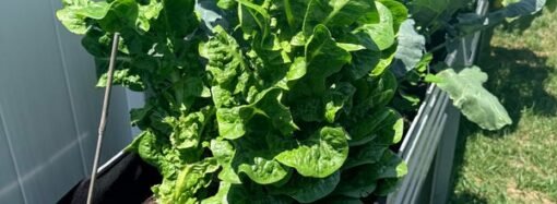 I started a garden for my children. Now I save $500 a month on groceries.