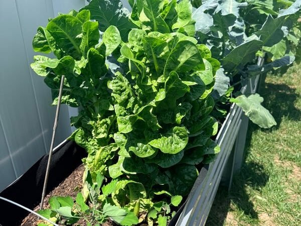 I started a garden for my children. Now I save $500 a month on groceries.