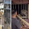 India: Liquor store employee narrowly escapes leopard attack