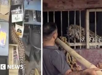 India: Liquor store employee narrowly escapes leopard attack