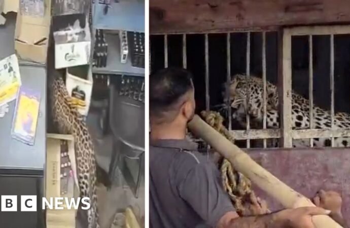India: Liquor store employee narrowly escapes leopard attack