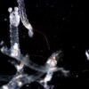 Insects survive 1,213 feet of underwater pressure, defying physics