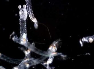 Insects survive 1,213 feet of underwater pressure, defying physics