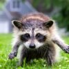 Jimothy the raccoon has a rare spinal disease. Here’s what that means.