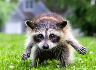 Jimothy the raccoon has a rare spinal disease. Here’s what that means.
