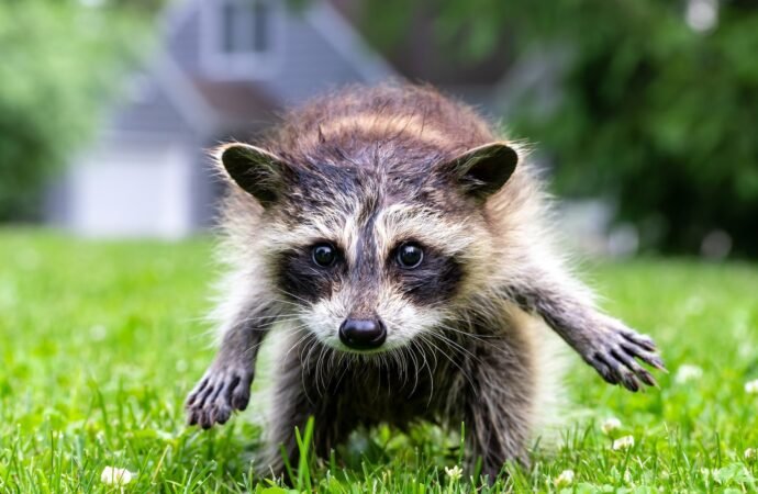 Jimothy the raccoon has a rare spinal disease. Here’s what that means.