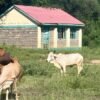 Kenya’s Vanishing Rural Schools and Why a New Curriculum May Be to Blame
