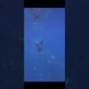 Killer whales crush dead sunfish into small pieces