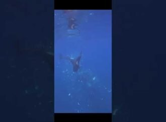 Killer whales crush dead sunfish into small pieces