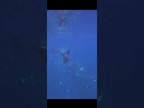 Killer whales crush dead sunfish into small pieces