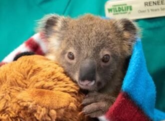 Koala nicknamed “teddy bear” receives first chlamydia vaccine