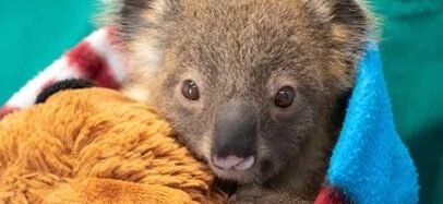 Koala nicknamed “teddy bear” receives first chlamydia vaccine