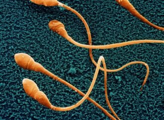 Laboratory-grown sperm: Scientists get closer to advancing fertility