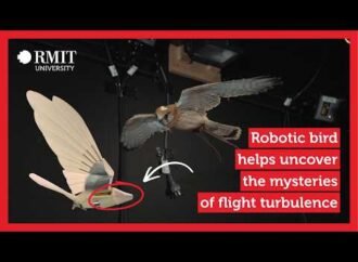 Little Australian falcons can help planes weather worsening turbulence