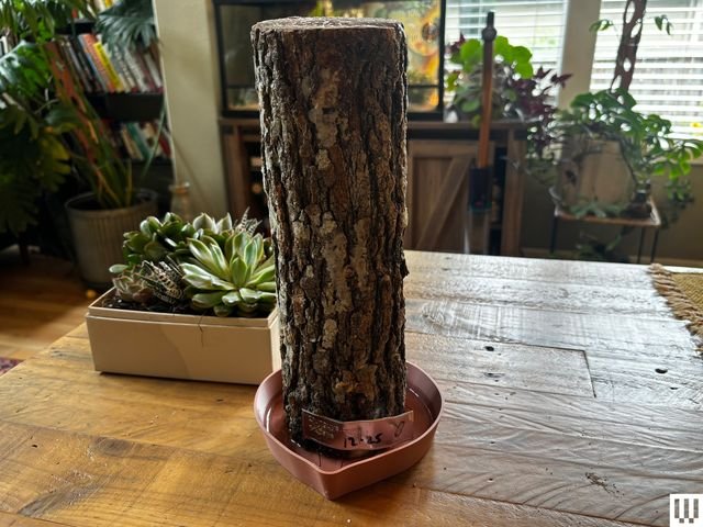 Image may contain: plant, tree, home damage and termite damage
