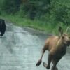 Maine couple sees bear chasing moose calf and helps it escape