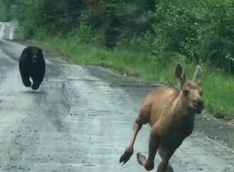 Maine couple sees bear chasing moose calf and helps it escape