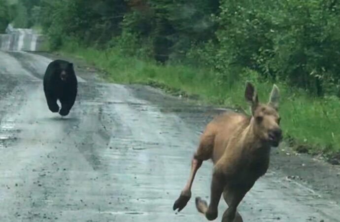 Maine couple sees bear chasing moose calf and helps it escape