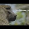 Monkeys’ geometric skills are on par with those of human toddlers