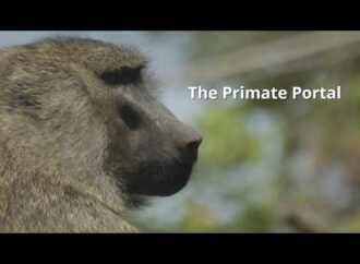 Monkeys’ geometric skills are on par with those of human toddlers