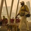 More than 800 wildfires in Canada burn as air quality alerts spread to US