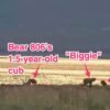 Mother Brown Bear Kills Her Cub on Katmai Bear Cam