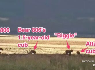 Mother Brown Bear Kills Her Cub on Katmai Bear Cam