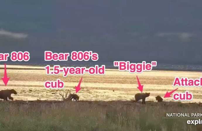 Mother Brown Bear Kills Her Cub on Katmai Bear Cam